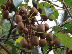 Actinidia rufa