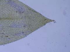 Rhynchostegium riparioides