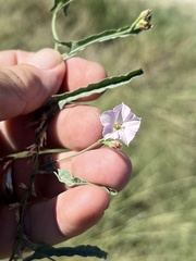 Convolvulus equitans