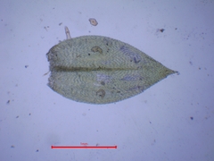Rhynchostegium riparioides