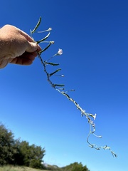 Convolvulus equitans