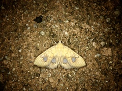 Nosophora semitritalis