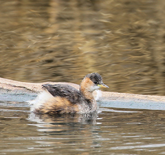 Tachybaptus ruficollis capensis
