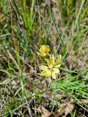 Thelymitra antennifera