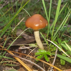 Psilocybe subaeruginosa