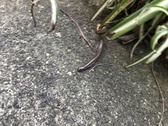 Hemiergis decresiensis