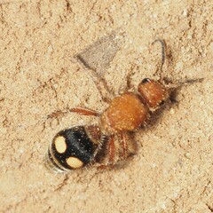 Dasymutilla quadriguttata