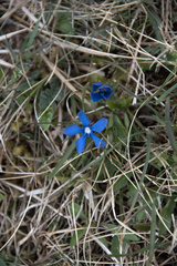 Gentiana verna