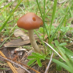 Psilocybe subaeruginosa
