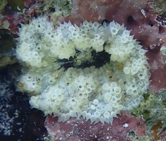 Bellactis