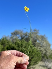 Thelesperma simplicifolium