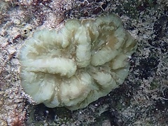 Isophyllia sinuosa