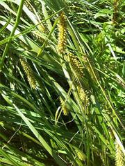 Carex vesicaria