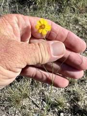Thelesperma simplicifolium