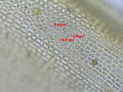 Schistidium crassipilum