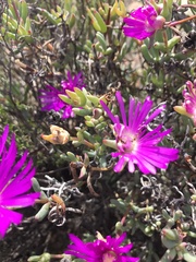 Lampranthus haworthii