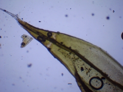 Schistidium crassipilum