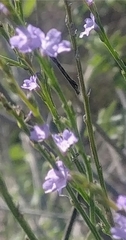Verbena halei