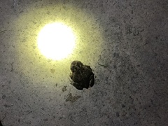 Anaxyrus americanus