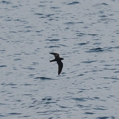 Hydrobates monorhis