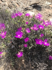 Lampranthus haworthii