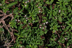 Zieria prostrata