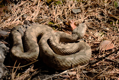 Vipera ammodytes