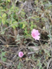 Althaea cannabina