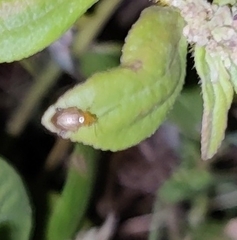 Pagria flavopustulata