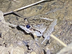 Litoria latopalmata