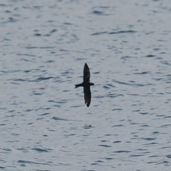 Hydrobates monorhis