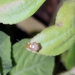 Pagria flavopustulata