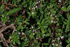 Zieria prostrata
