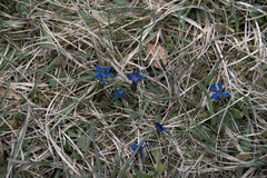 Gentiana verna