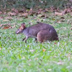 Thylogale stigmatica