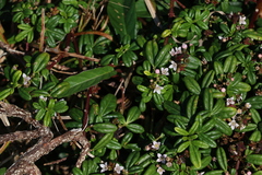 Zieria prostrata