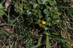 Goodenia rotundifolia