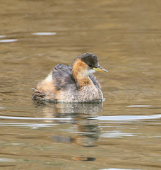 Tachybaptus ruficollis capensis