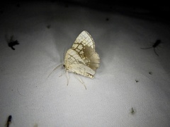 Cabera griseolimbata