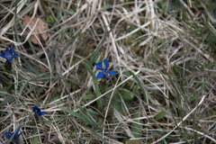 Gentiana verna