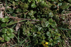 Goodenia rotundifolia