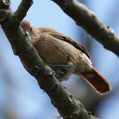 Furnarius rufus