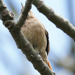 Furnarius rufus