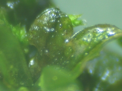 Syntrichia latifolia