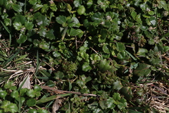 Goodenia rotundifolia