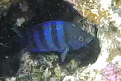 Abudefduf vaigiensis