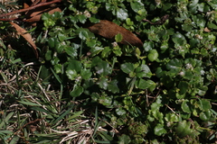 Goodenia rotundifolia