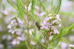 Australomisidia pilula