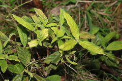 Psychotria loniceroides