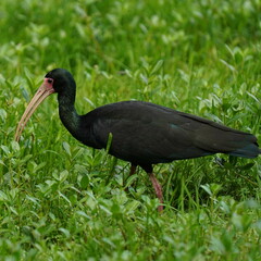 Phimosus infuscatus
